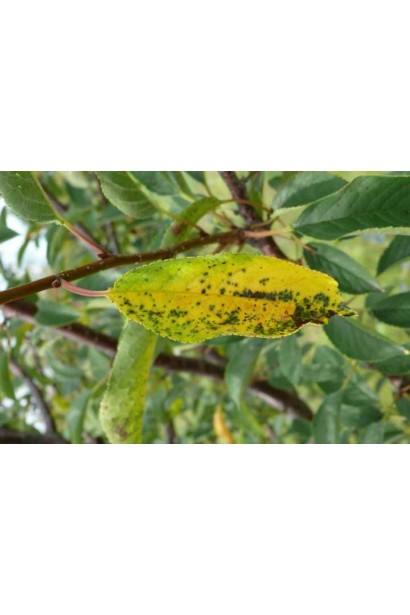 Коккомікоз